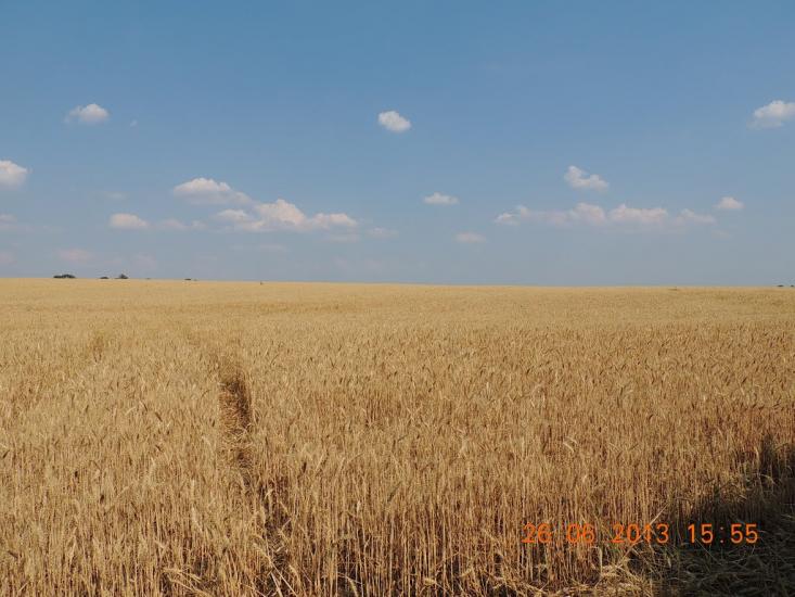 Гельмязів з panoramio.com - Gelmyaziv