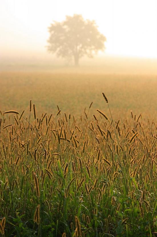 Почапи з panoramio.com - Почапи