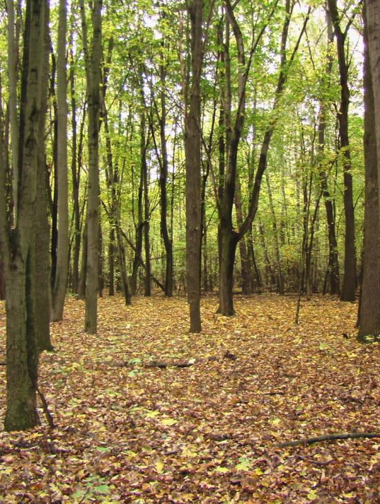 Борщів з panoramio.com - Борщев