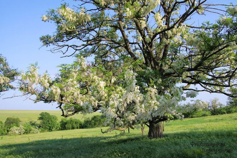 Семисотка з panoramio.com - Семисотка