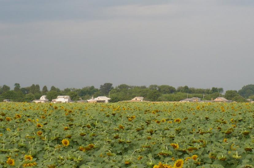 Погонівка з panoramio.com - Погонівка