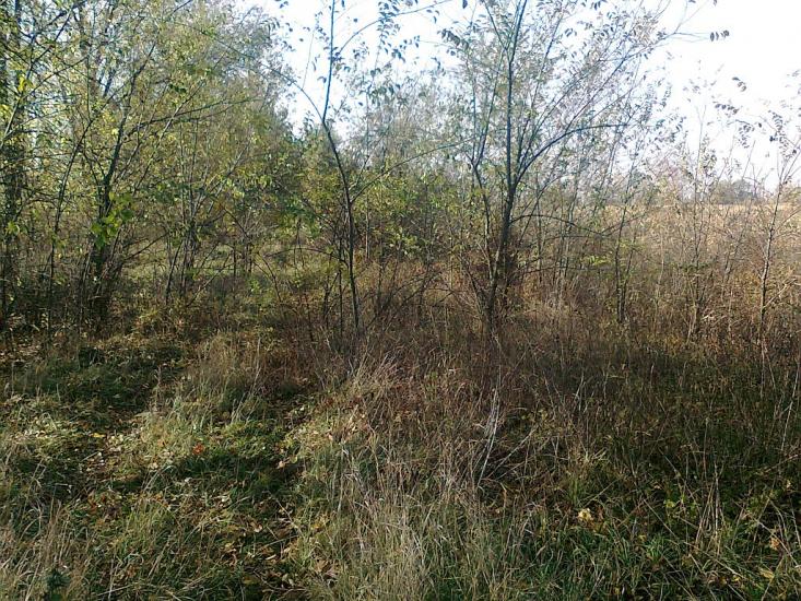 Кутузівка з panoramio.com - Кутузовка