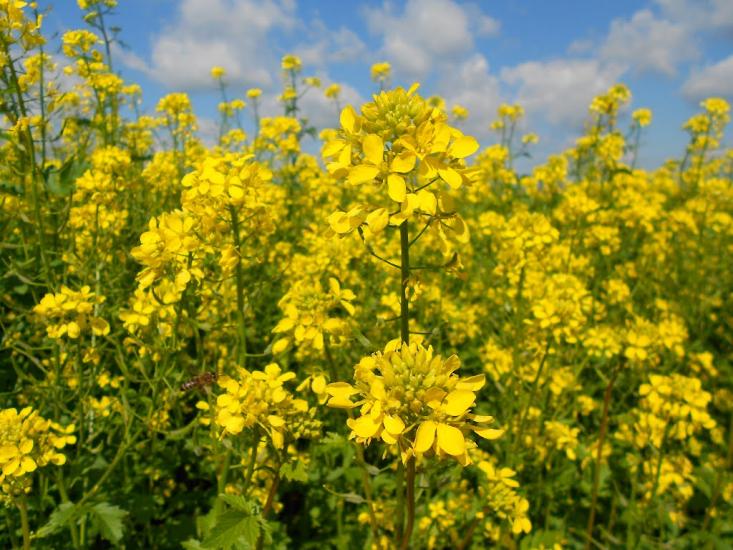 Прушинка з panoramio.com - Прушинка