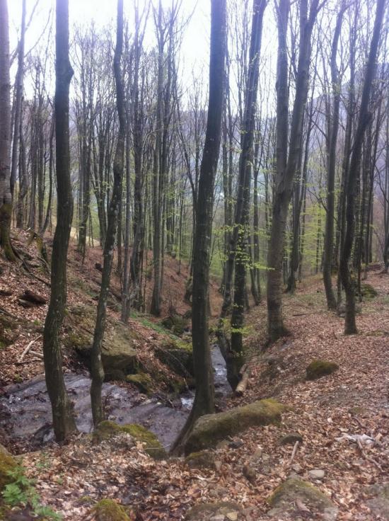 Косівська Поляна з panoramio.com - Косівська Поляна