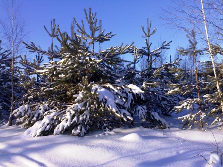 Городня з panoramio.com - Городня