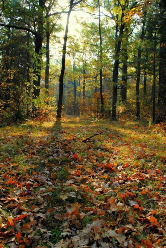 Дениші з panoramio.com - Дениши