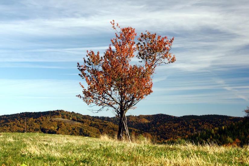 Лопушна з panoramio.com - Lopushna