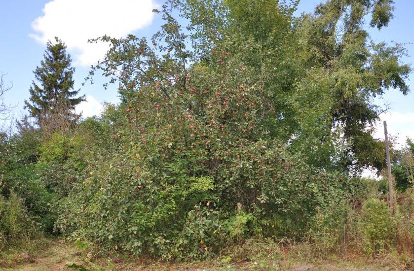 Воскодави з panoramio.com - Воскодави