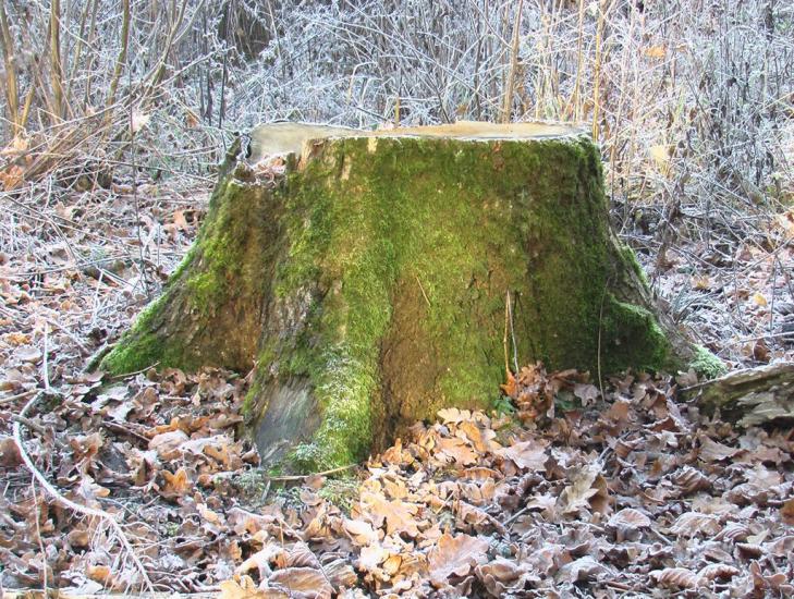 Борщів з panoramio.com - Борщев