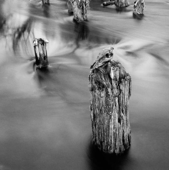 Колесниківка з panoramio.com - Колесниківка