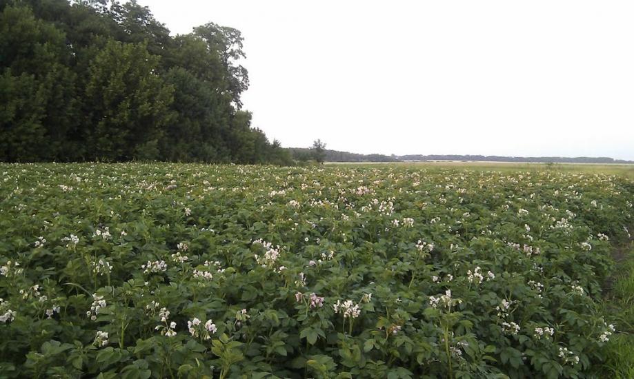 Фастівець з panoramio.com - Фастівець