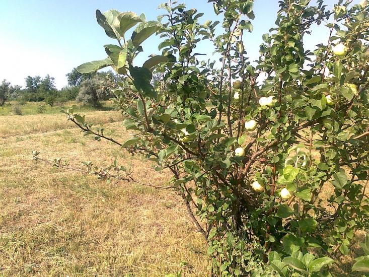 Кутузівка з panoramio.com - Кутузовка