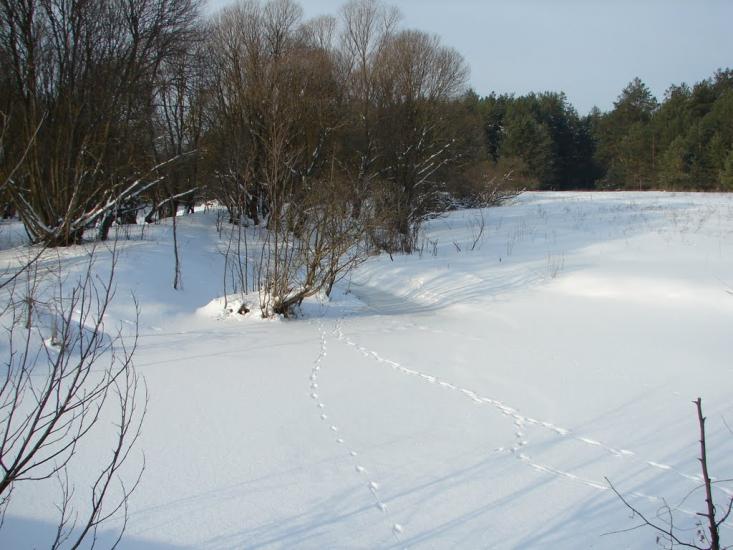 Мохначі з panoramio.com - Мохначі