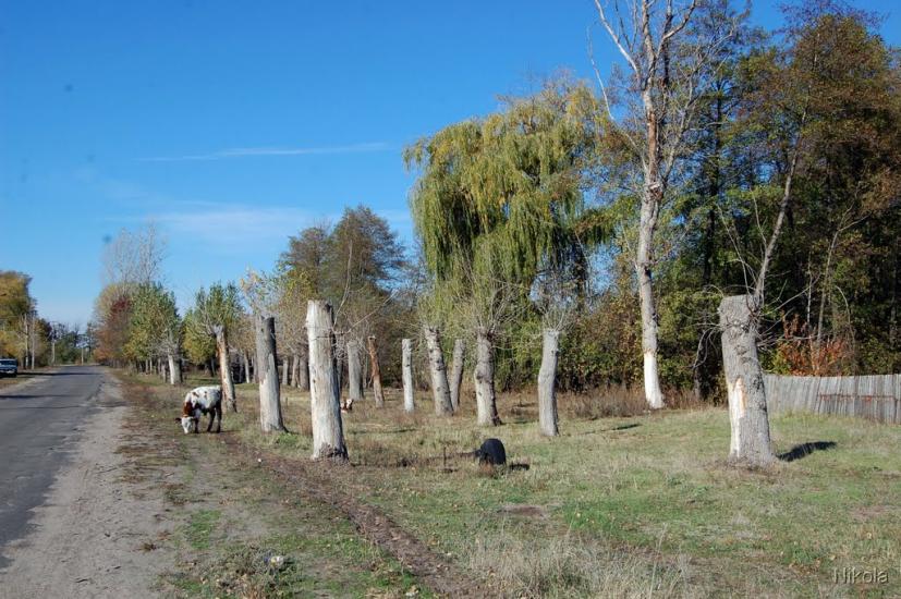 Кудряшівка з panoramio.com - Кудряшовка