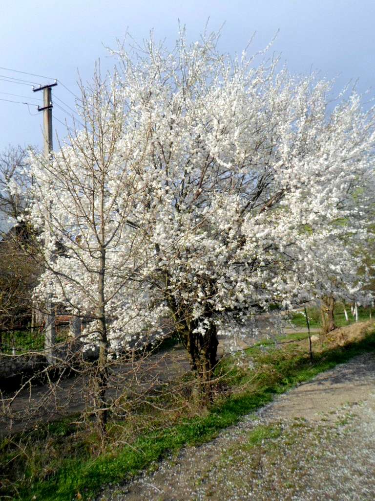 краєвид - Тейсарів
