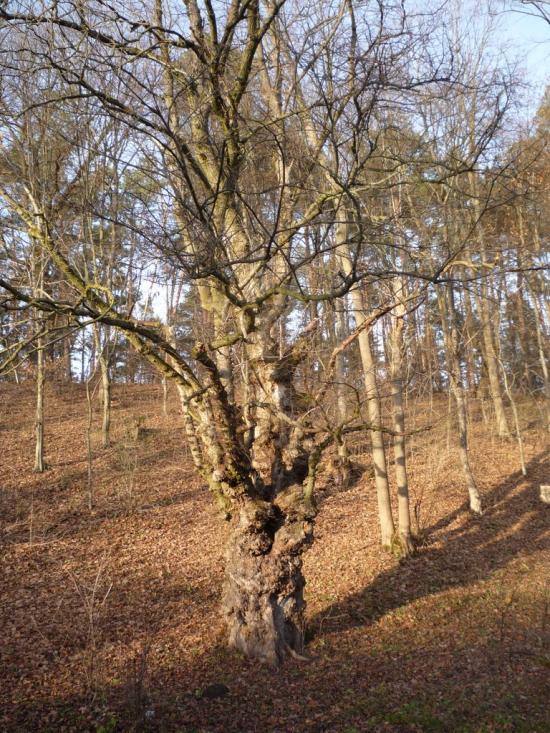 Славута з panoramio.com - Славута