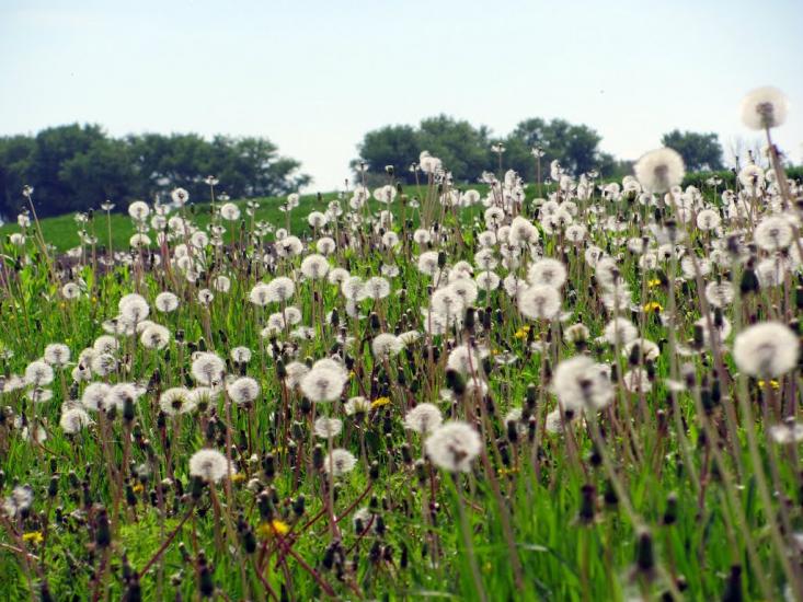 Сокіл з panoramio.com - Сокол