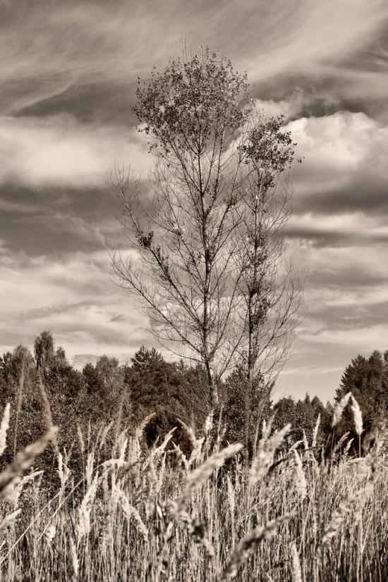 Гончарівське з panoramio.com - Goncharivske