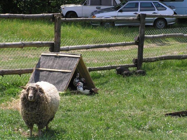 Середній Горб з panoramio.com - Средний Горб