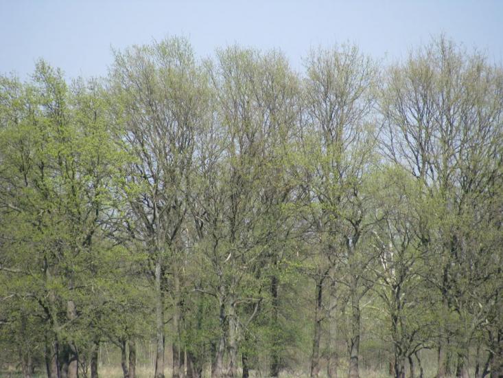 Миси з panoramio.com - Mysy