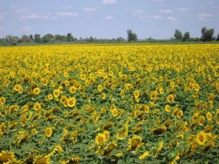 Кислиця з panoramio.com - Кислица