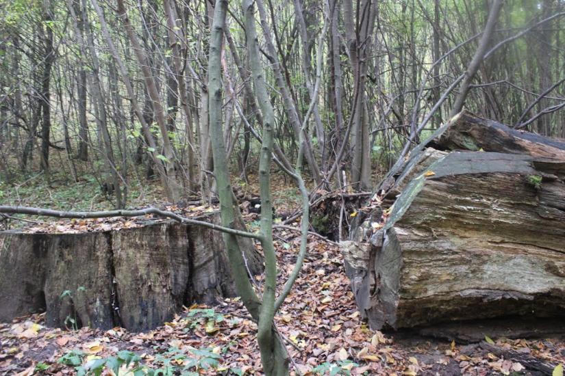 Червоні Яри з panoramio.com - Червоні Яри