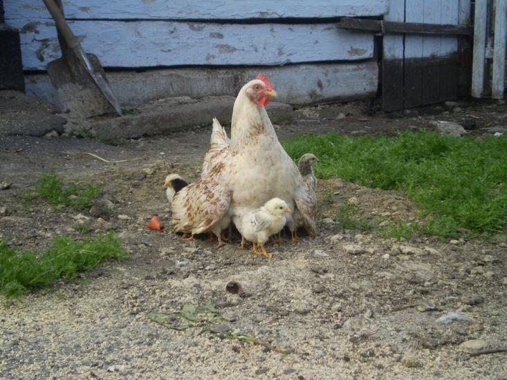 Конищів з panoramio.com - Конищів