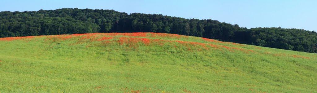 Грабово з panoramio.com - Grabovo