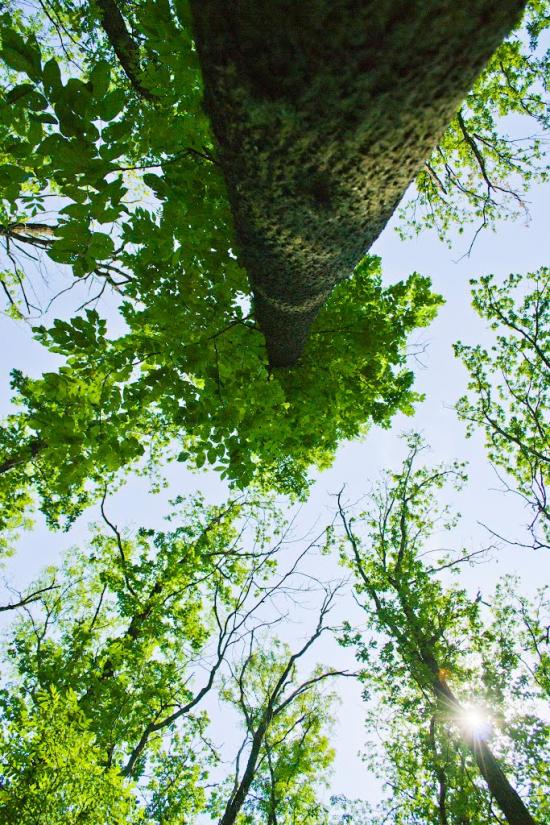 Новошевченкове з panoramio.com - Новошевченкове