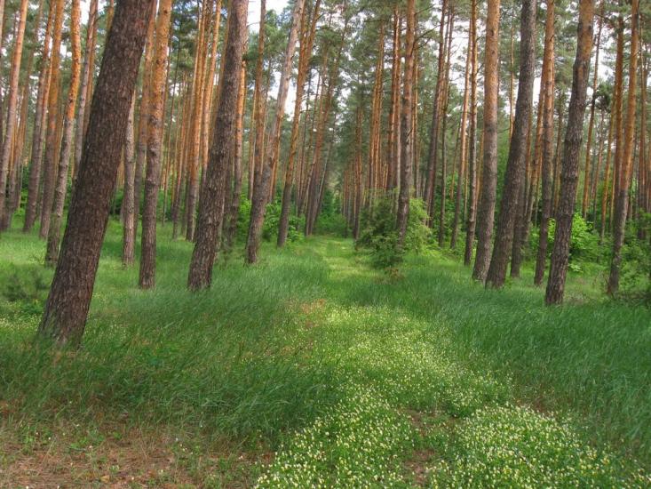 Губник з panoramio.com - Губник