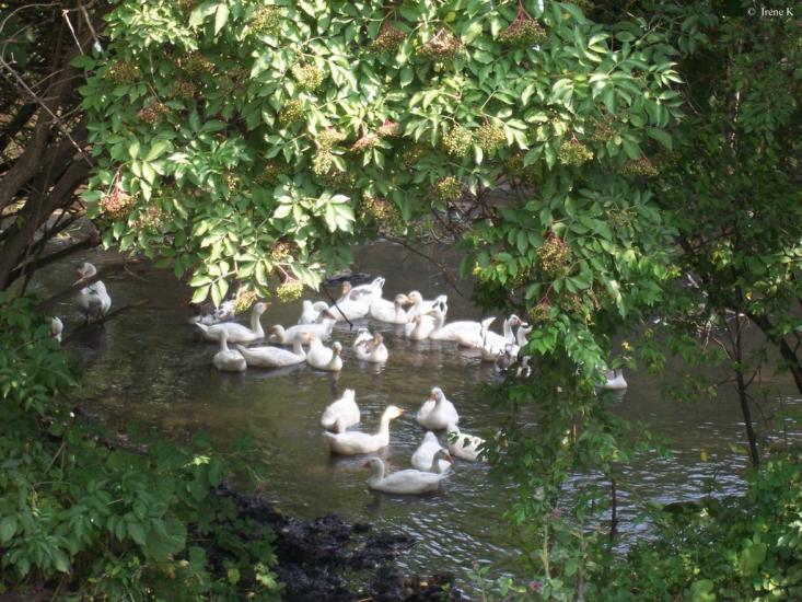 Куровичі з panoramio.com - Куровичі