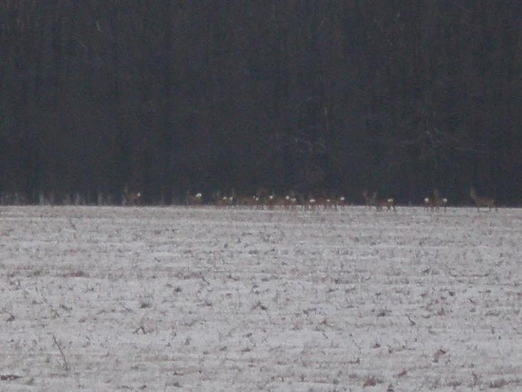 Кищенці з panoramio.com - Кищенцы