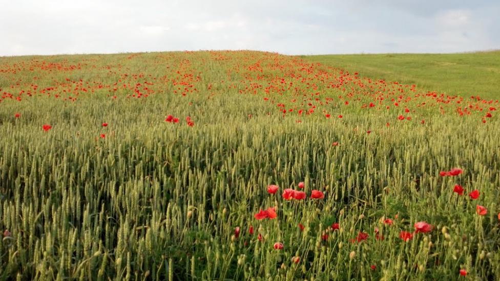 Гопчиця з panoramio.com - Gopchytsya