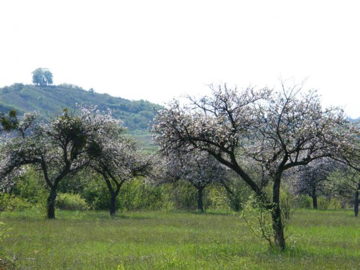 Оклі Гедь з panoramio.com - Окли Гедь