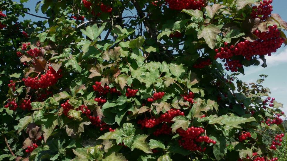 Куровичі з panoramio.com - Куровичі