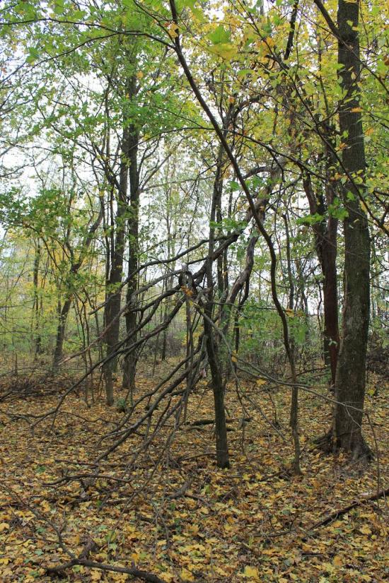 Тисобикень з panoramio.com - Тисобикень