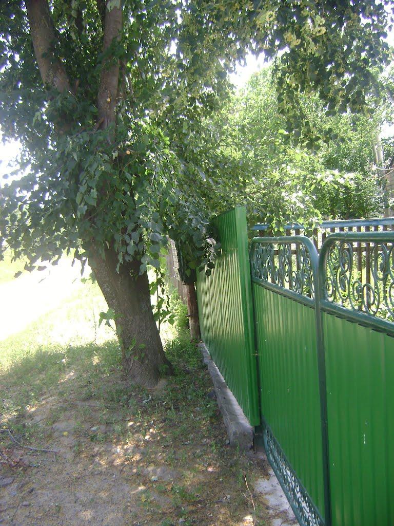 Нові Санжари з panoramio.com - Нові Санжари