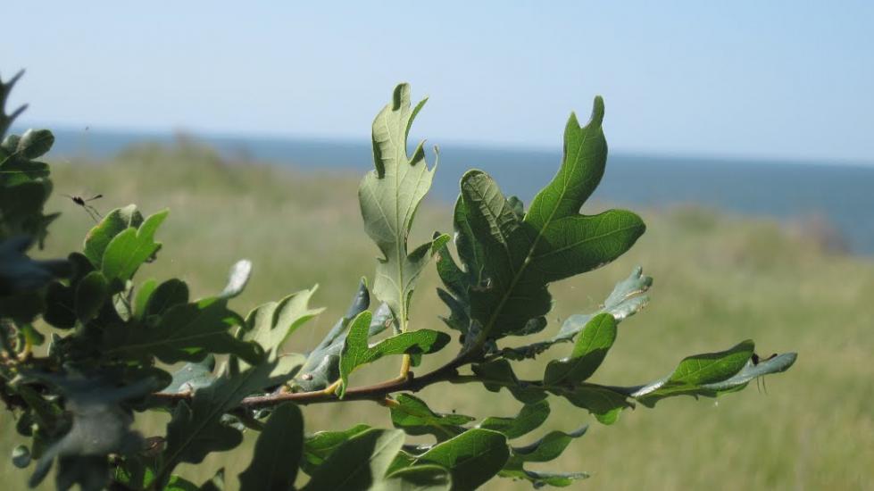 Лупареве з panoramio.com - Лупарево