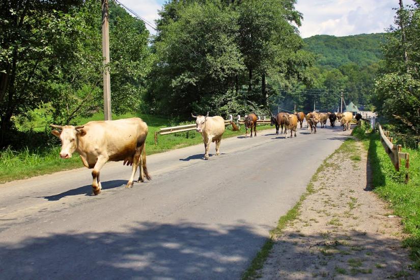 Поляна з panoramio.com - Поляна