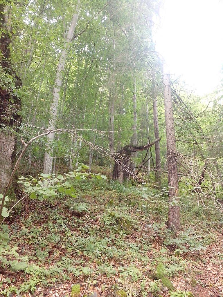Татарів з panoramio.com - Татаров