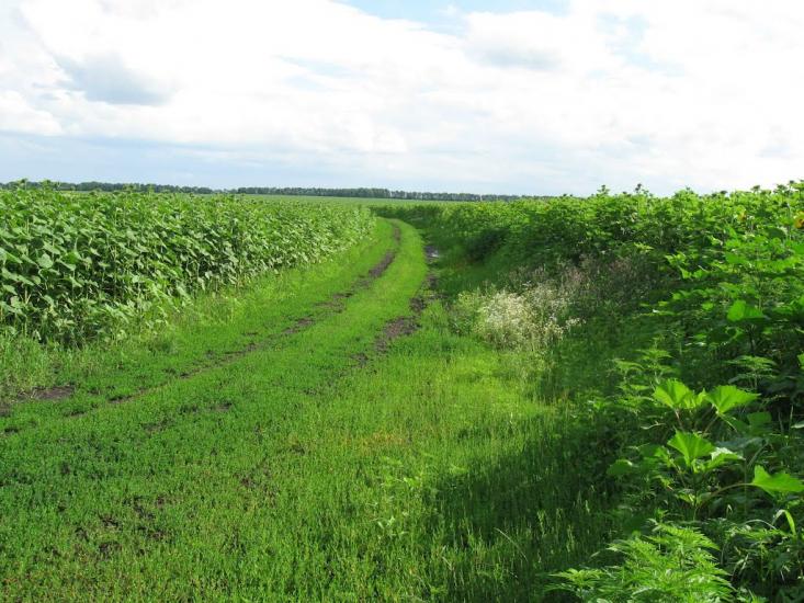 Мала Помічна з panoramio.com - Mala Pomichna