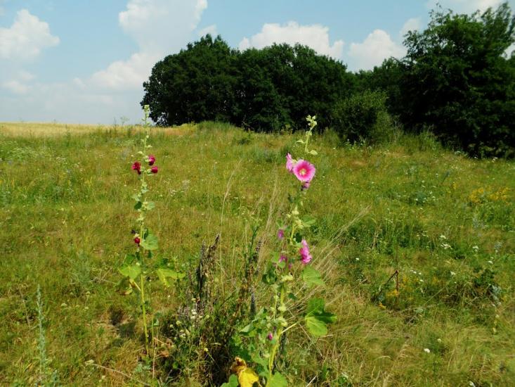 Ворошилівка з panoramio.com - Ворошиловка