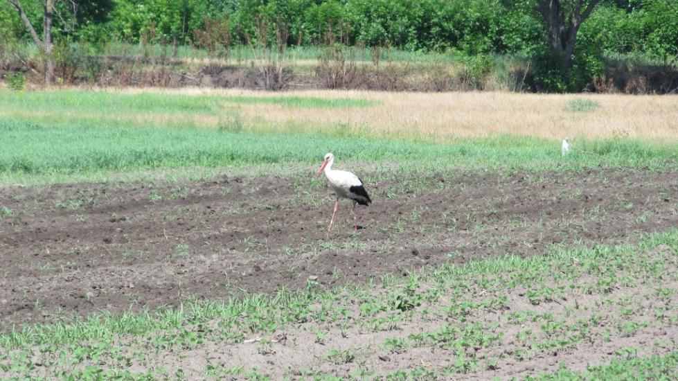 Пронозівка з panoramio.com - Пронозівка