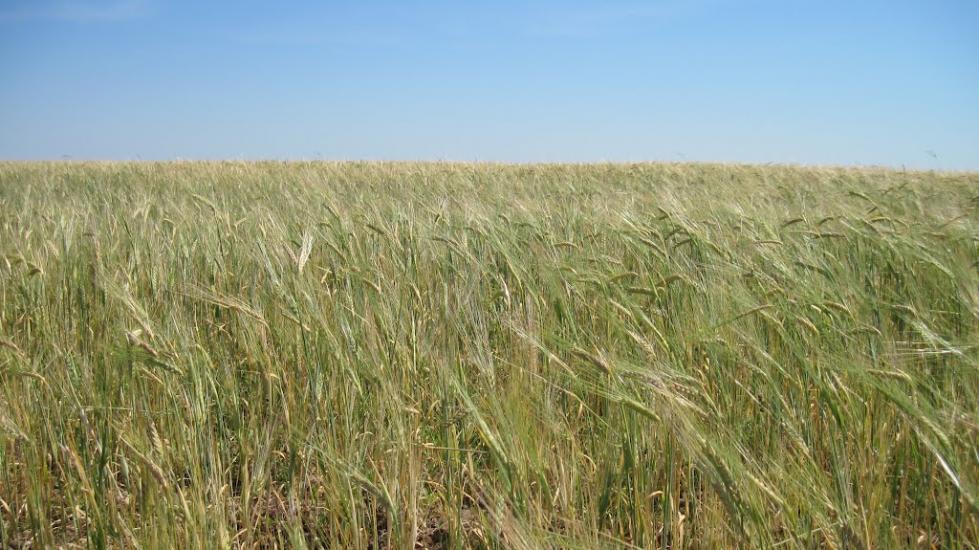Лупареве з panoramio.com - Лупарево