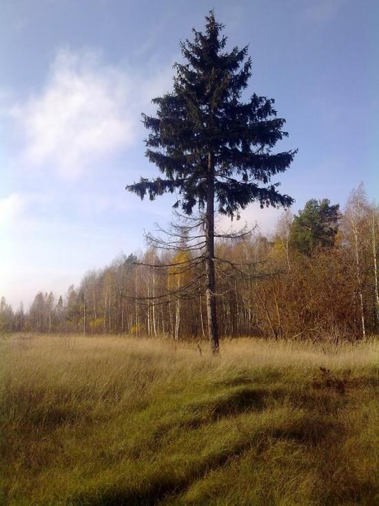 Вересівка з panoramio.com - Вересівка