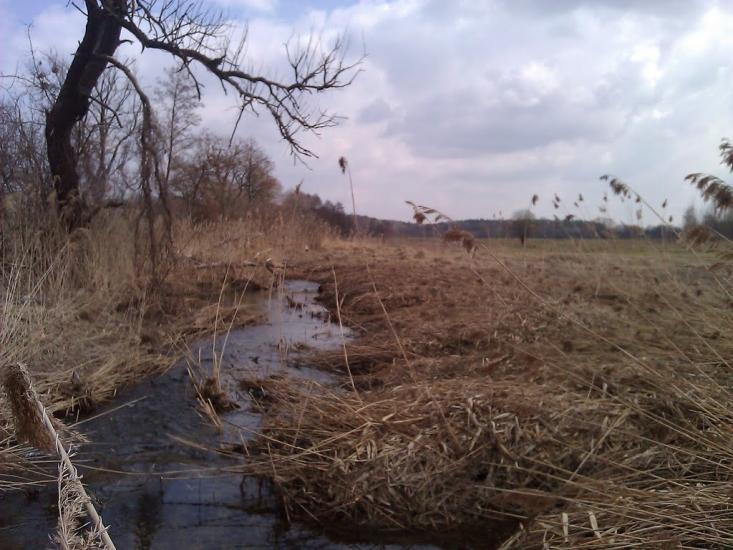 Любимівка з panoramio.com - Любимівка