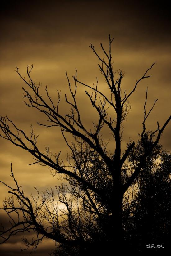 Мильча з panoramio.com - Мильча