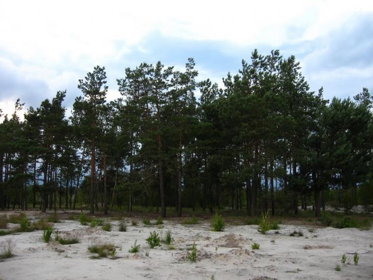 Клесів з panoramio.com - Клесов