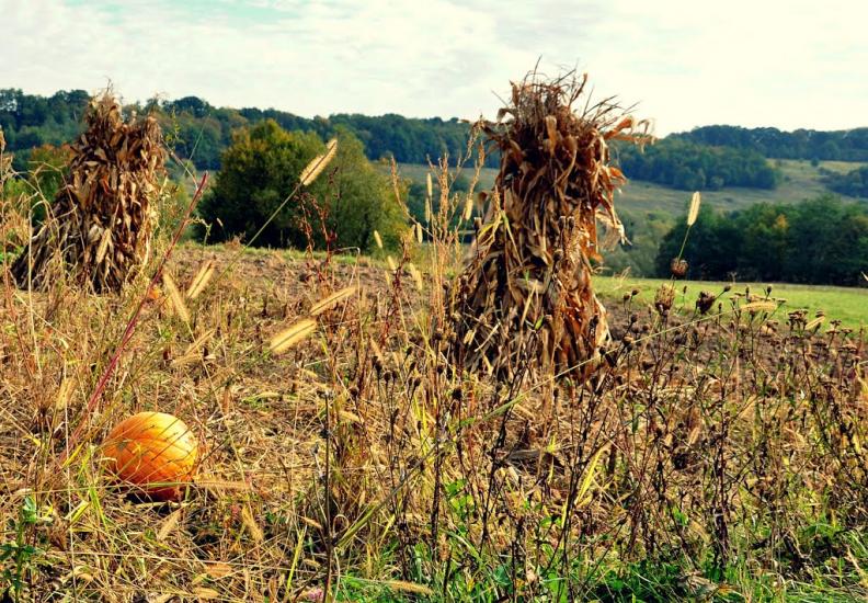 Грушівка з panoramio.com - Грушевка