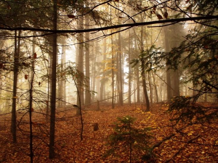 Межиброди з panoramio.com - Межиброди